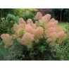 Parastais parūkkoks 'Young Lady'/Cotinus coggygria/ - P9 kont.