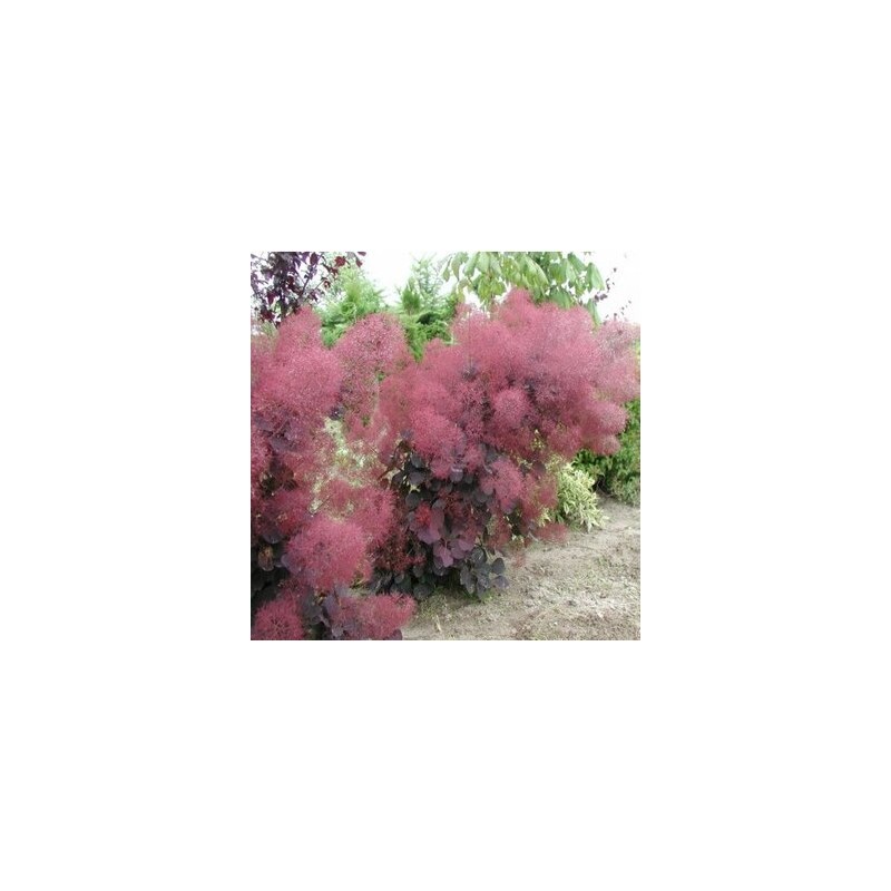 Parūkkoks ,,Foliis Purpureis,,/Cotinus coggygria/ - P9 kont.