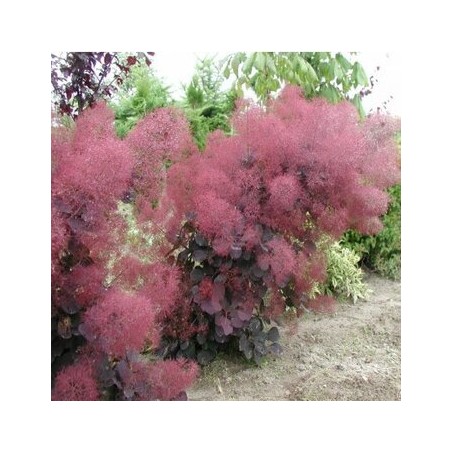 Parūkkoks ,,Foliis Purpureis,,/Cotinus coggygria/ - P9 kont.