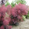 Parūkkoks ,,Foliis Purpureis,,/Cotinus coggygria/ - P9 kont.