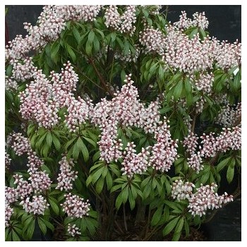 Piēra, Japanas "Bonfire" /pieris japonica/ - P10.5