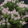 Piēra, Japanas "Bonfire" /pieris japonica/ - P10.5