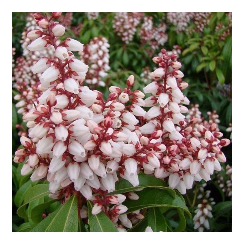 Piēra, Japanas "Bonfire" /pieris japonica/ - P10.5