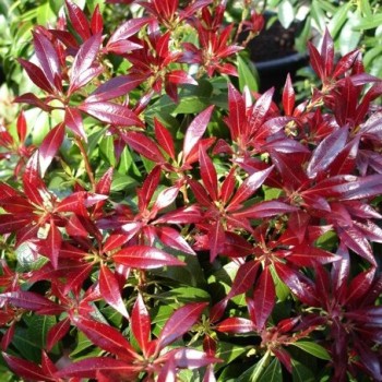 Piēra, Japanas "Bonfire" /pieris japonica/ - P10.5