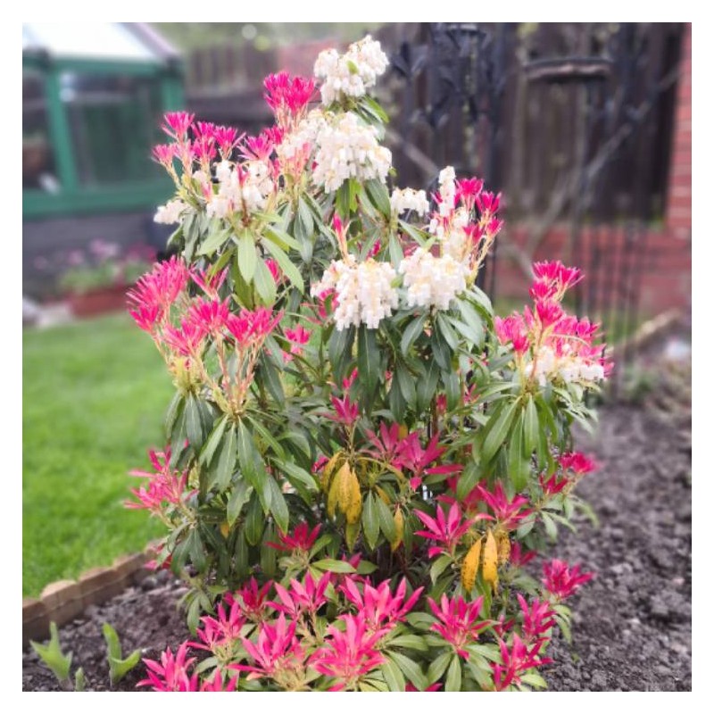 Piēra, Japanas "Carnaval" /pieris japonica/ - P10.5