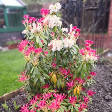 Piēra, Japanas "Carnaval" /pieris japonica/ - P10.5