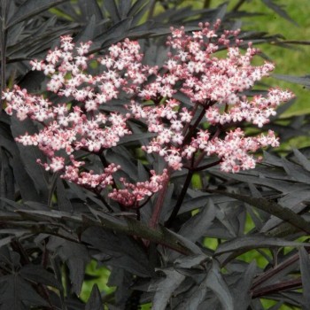 Melnais plūškoks “Black Tower" /sambucus nigra/ - P12 kont.