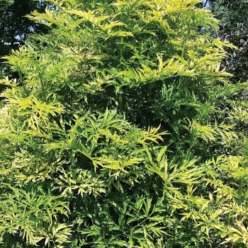 Plūškoks, melnais “Golden Spark" /sambucus nigra/ - P12 kont.