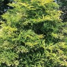 Melnais plūškoks “Golden Spark" /sambucus nigra/ - P12 kont.