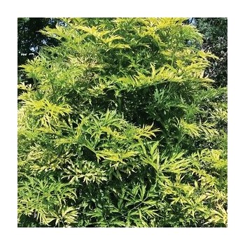 Melnais plūškoks “Golden Tower" /sambucus nigra/ - P12 kont.