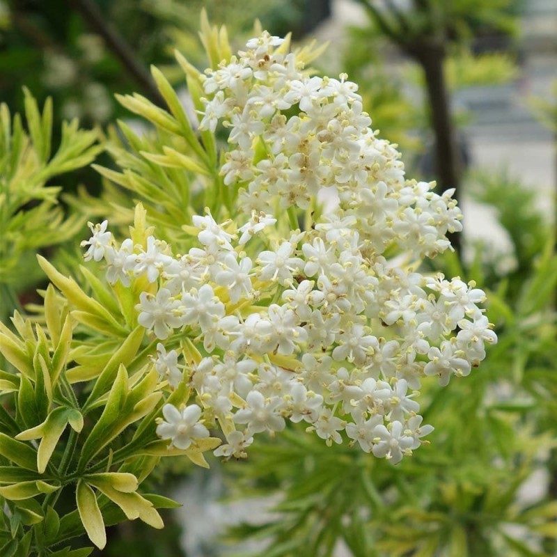 Plūškoks, melnais “Golden Tower" /sambucus nigra/ - P12 kont.