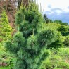 Priede, Švērina "Wietehorst" /pinus schwerinii/ - C3 kont.