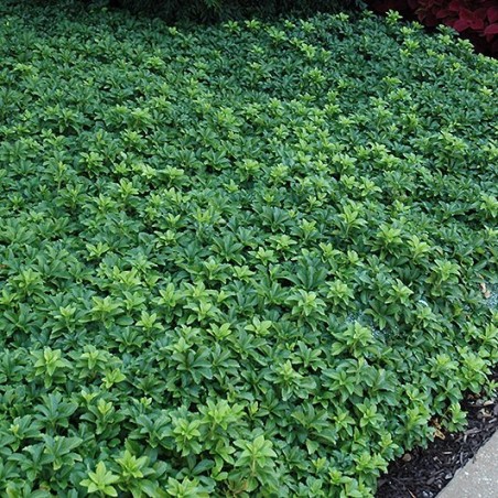 Pasihandra, galotņu ,,Green Sheen,, /Pachysandra terminalis/ - P9 kont.