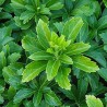 Galotņu pasihandra ,,Green Sheen,, /Pachysandra terminalis/ - P9 kont.