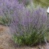 Perovskija, balodeņlapu ‘Blue Spire’ /Perovskia atriplicifolia/ - P9 kont.