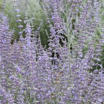 Perovskija, balodeņlapu ‘Blue Spire’ /Perovskia atriplicifolia/ - P9 kont.