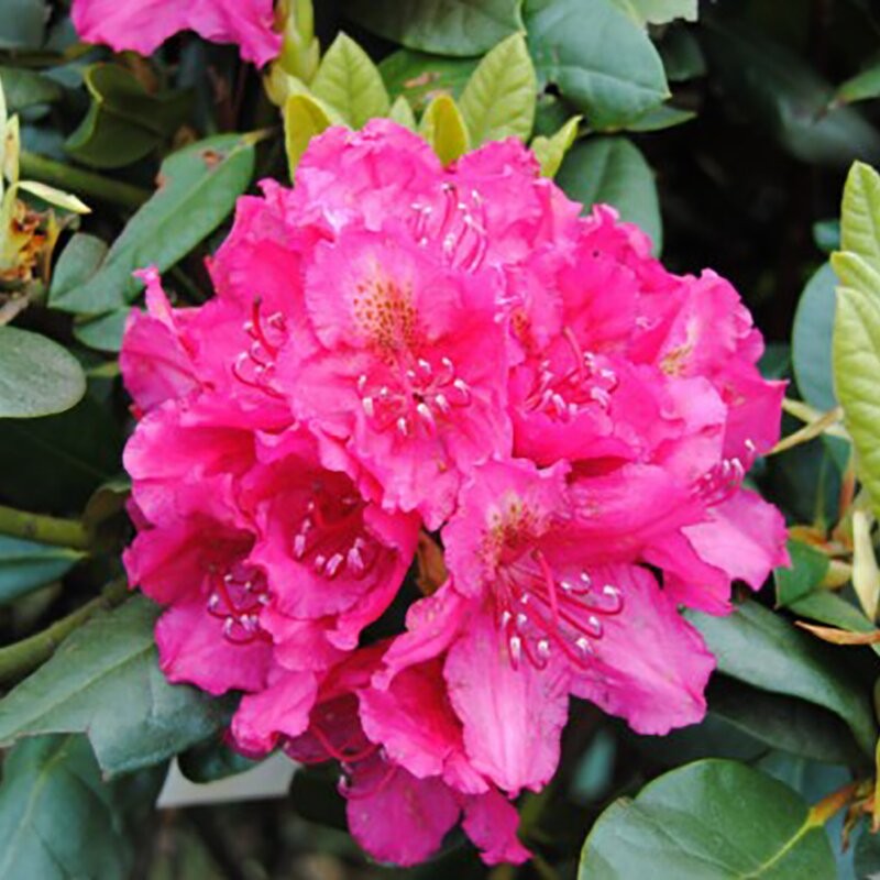 Rododendrs ,,Pearce's American Beauty,, /Rhododendron/- C3 kont.