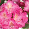 Rododendrs ,,Germania,, /Rhododendron/ - C3 kont.