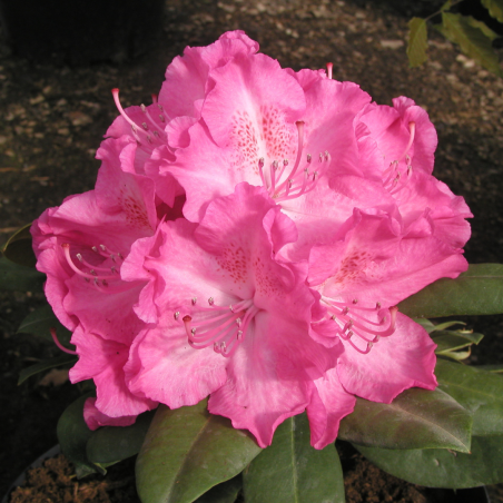 Rododendrs ,,Germania,, /Rhododendron/ - C3 kont.