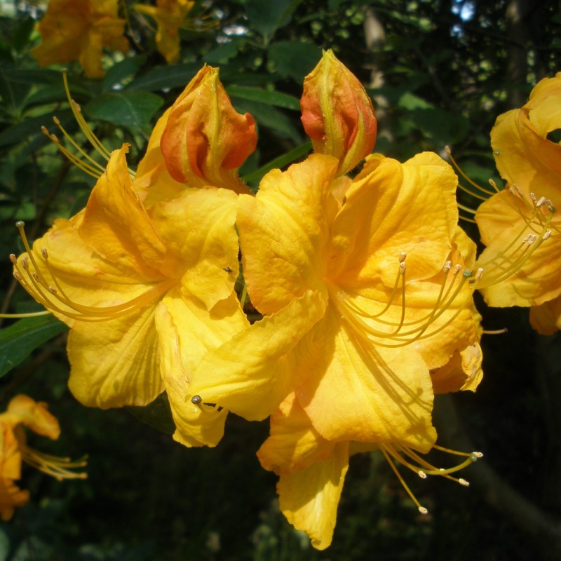 Rododendrs, vasarzaļais 'Klondyke' /Azalea mollis/ - C3 kont.