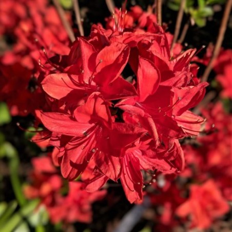 Rododendrs, vasarzaļais 'Nabucco' /Azalea mollis/ - C3 kont.