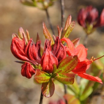 Rododendrs, vasarzaļais 'Nabucco' /Azalea mollis/ - C3 kont.