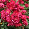 Roze, poliantroze "Fairy Dance" /rosa/ - P12 Kont.