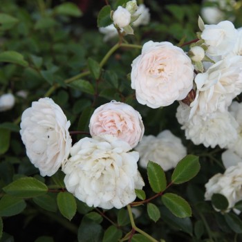 Klājeniskā roze "Sea Foam"...