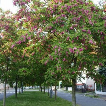 Robīnija, rozā (akācija) /robinia hispida/ - C6, 160cm