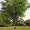 Robīnija, rozā (akācija) /robinia hispida/ - C6, 160cm