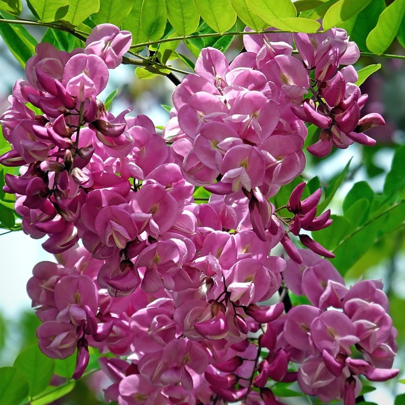 Robīnija, rozā (akācija) /robinia hispida/ - C6, 160cm