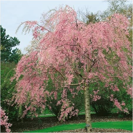 Japānas ziedu ķirsis - sakura "Pendula Rubra,, /Prunus serrulata/ - C6, 140cm