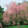 Japānas ziedu ķirsis - sakura "Pendula Rubra,, /Prunus serrulata/ - C6, 140cm