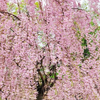 Japānas ziedu ķirsis - sakura "Pendula Rubra,, /Prunus serrulata/ - C6, 140cm