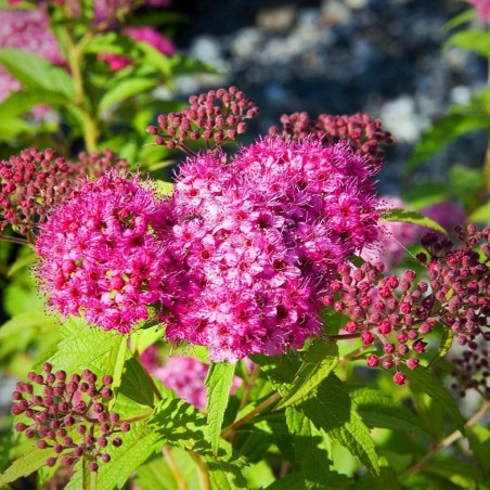 Spireja, Japānas 'Neon Flash' /Spiraea japonica/ - P9 kont.