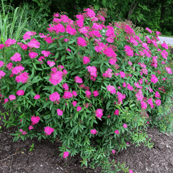 Japānas spireja 'Neon Flash' /Spiraea japonica/ - P9 kont.