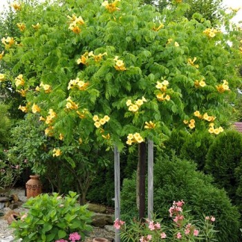 Trompetliāna "Flava" /campsis radicans/ - P12 kont.