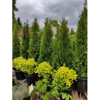 Tūja, rietumu ,,Smaragd,, /thuja occidentalis/ - P9 kont.