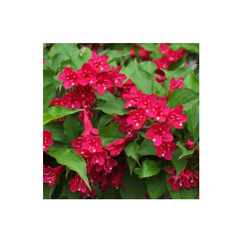 Krāšņā veigela ,,Picobella Rosso" /Weigela florida/ - P9 kont.