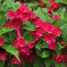 Krāšņā veigela ,,Picobella Rosso" /Weigela florida/ - P9 kont.