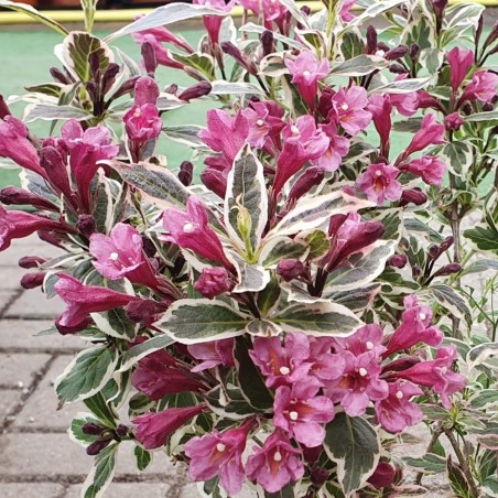 Veigela, krāšņā ,,All Summer Monet,, /Weigela florida/- P9 kont.