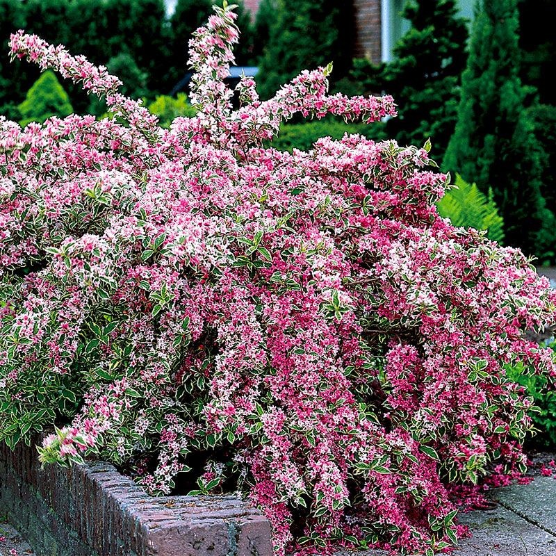 Krāšņā veigela ,,Variegata,, /Weigela florida/- C2 kont.