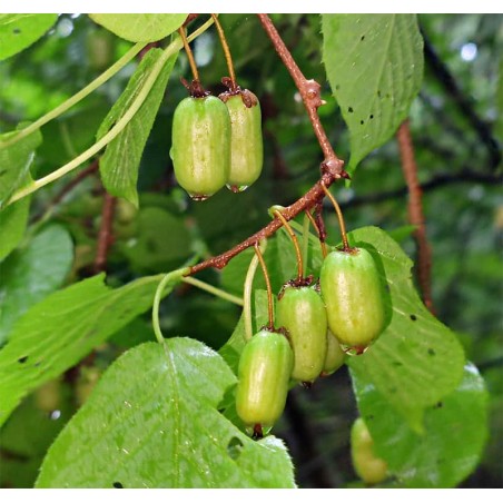 Aktinīdija, Mandžūrijas (kivi) 'Sentyabraskaya' (siev.) /actinidia kolomikta/ - P9 kont.