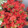 Acālija, Japānas 'Fridoline' /Azalea japonica/ - P10.5 kont.