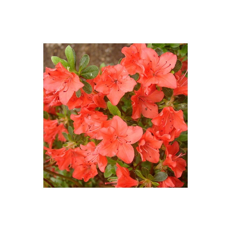 Acālija, Japānas 'Geisha Orange' /Azalea japonica/ - P10.5kont.