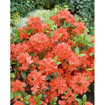 Acālija, Japānas 'Geisha Orange' /Azalea japonica/ - P10.5kont.