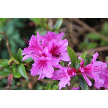 Acālija, Japānas 'Konigstein' /Azalea japonica/ - P10.5 kont.