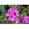 Acālija, Japānas 'Konigstein' /Azalea japonica/ - P10.5 kont.