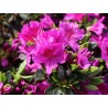 Acālija, Japānas 'Konigstein' /Azalea japonica/ - P10.5 kont.