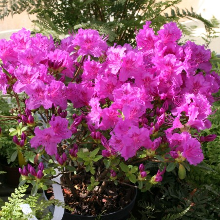 Acālija, Japānas 'Konigstein' /Azalea japonica/ - P10.5 kont.